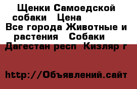Щенки Самоедской собаки › Цена ­ 25 000 - Все города Животные и растения » Собаки   . Дагестан респ.,Кизляр г.